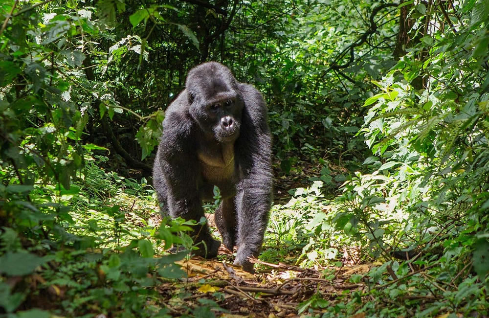 Rwanda Increases Gorilla Permit Fees