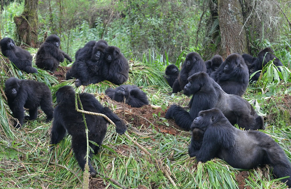 Encounter Gorillas and Chimpanzees in Rwanda