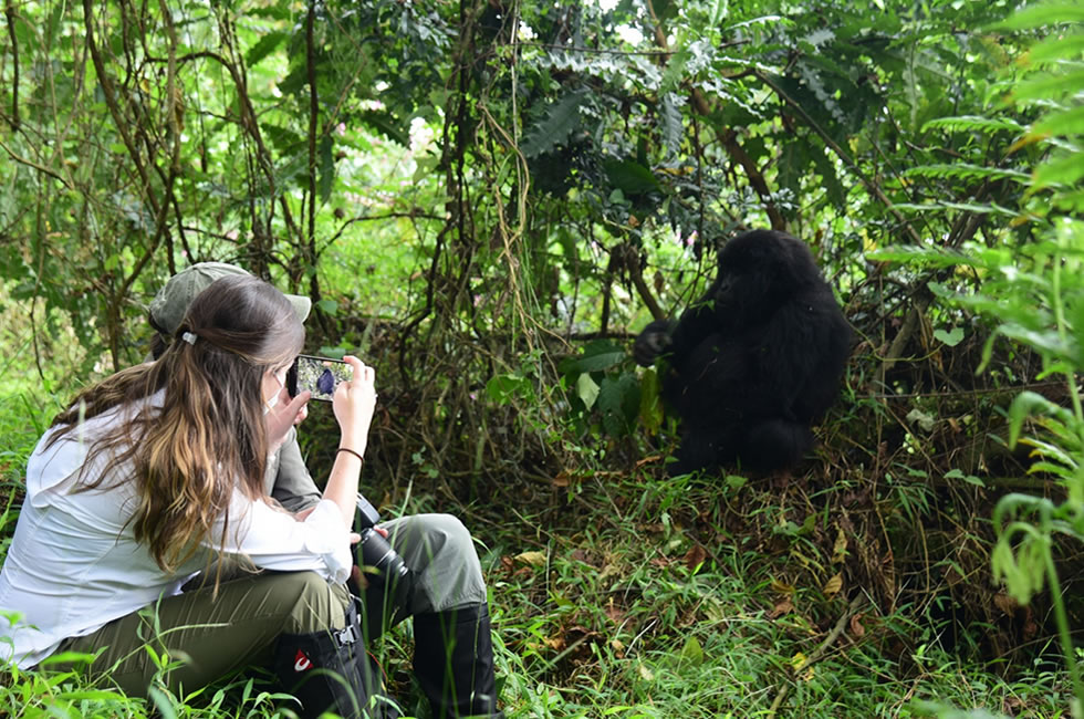 Visiting Gorillas Increases Tourism Receipts in Rwanda