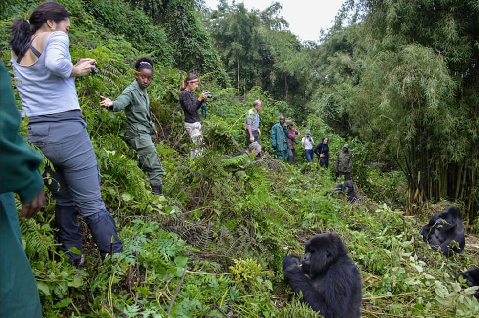 Comparing Gorilla Trekking in Uganda Vs Rwanda